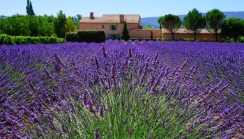 Provence